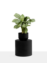 Lade das Bild in den Galerie-Viewer, REC-CIR-CUT PLANTER
